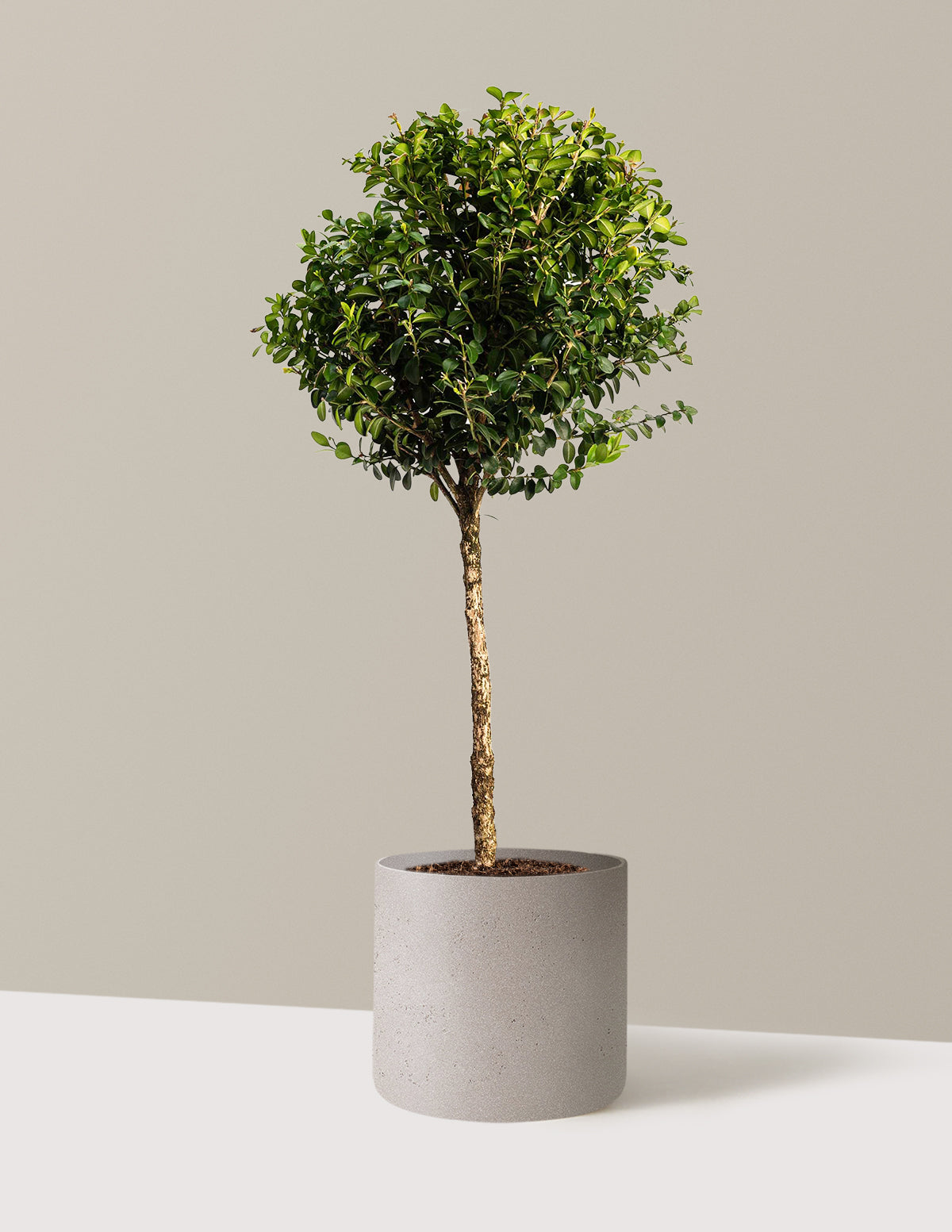 Green Mountain Topiary Boxwood (Ball)