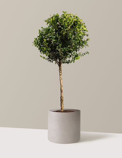 Green Mountain Topiary Boxwood (Ball)