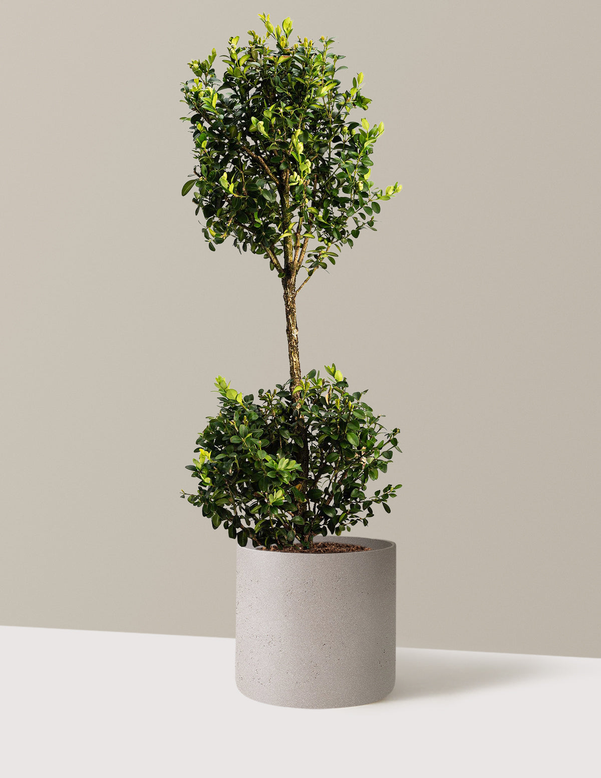 Green Mountain Topiary Boxwood (Ball)