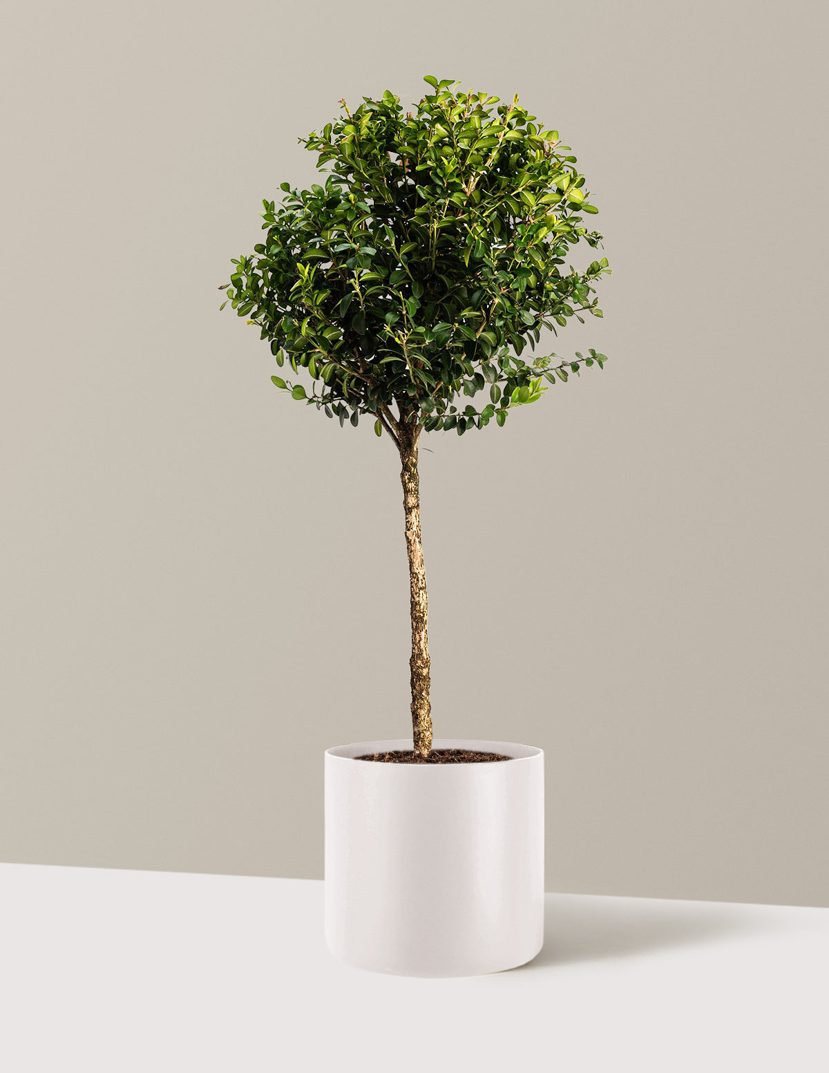 Green Mountain Topiary Boxwood (Ball)