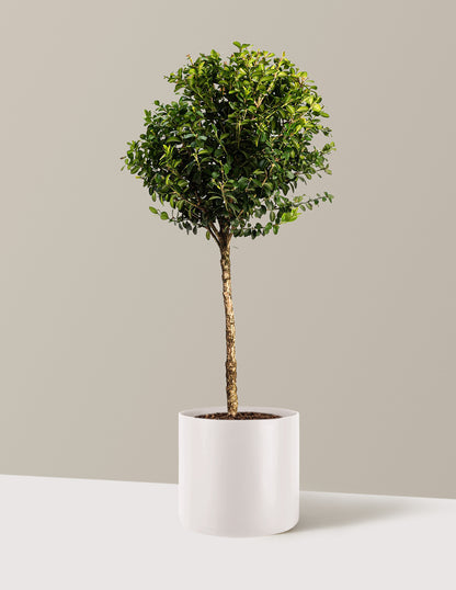 Green Mountain Topiary Boxwood (Ball)