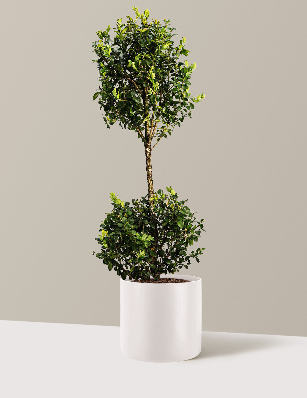 Green Mountain Topiary Boxwood (Ball) | The Sill