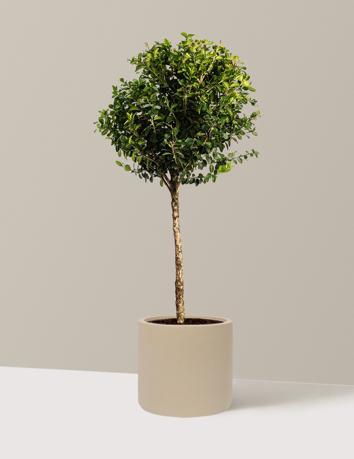 Green Mountain Topiary Boxwood (Ball)