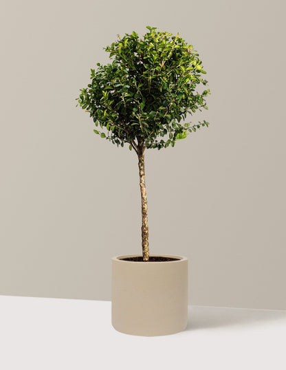 Green Mountain Topiary Boxwood (Ball)
