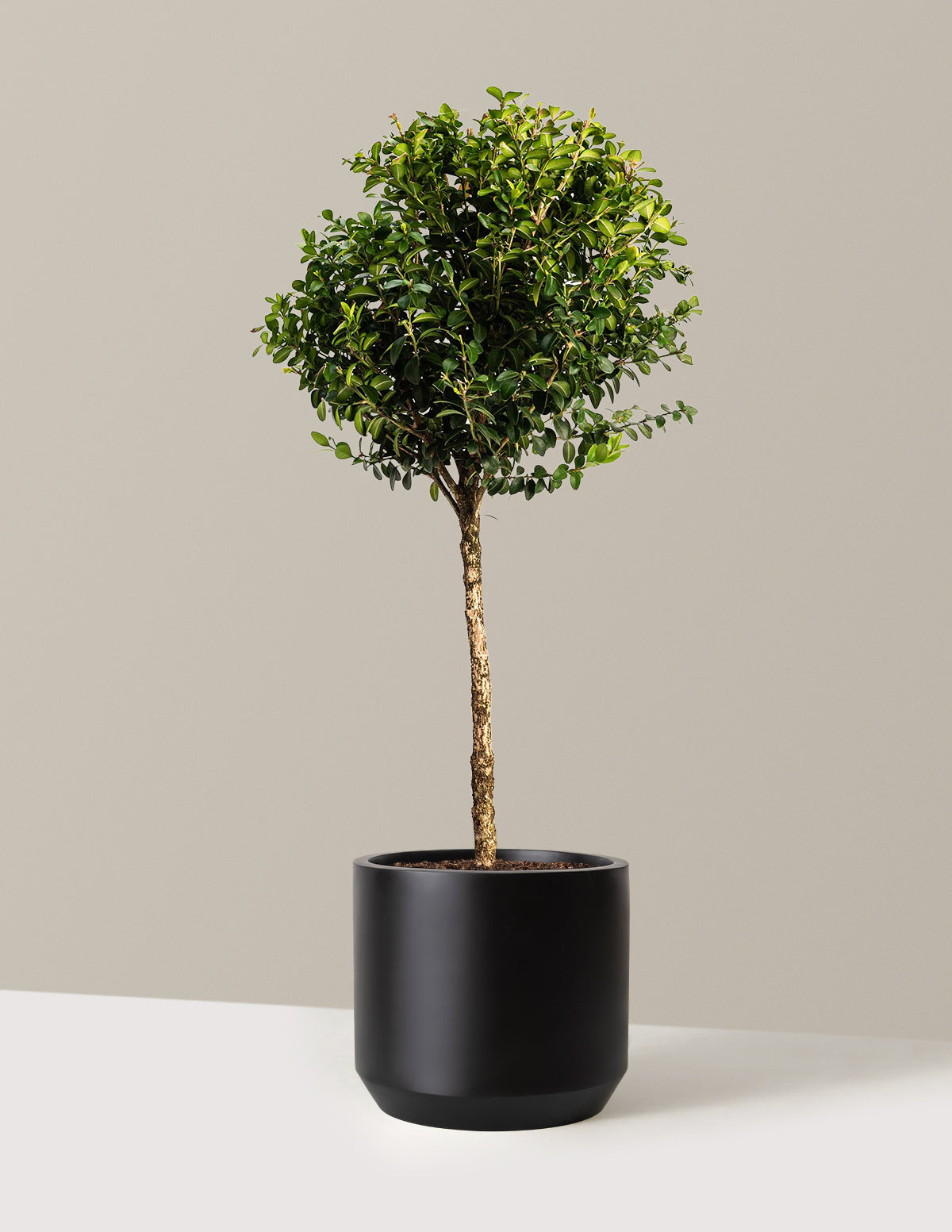 Green Mountain Topiary Boxwood (Ball)