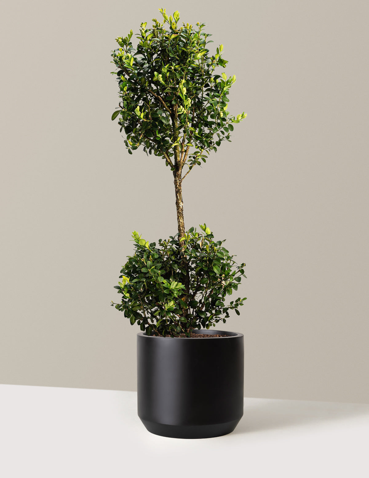 Big Bang 金属製オリーブグリーン砲台 Green Mountain Topiary Boxwood (Ball) | The Sill