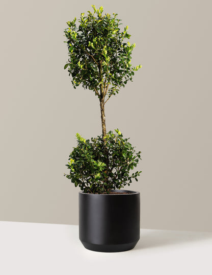 Green Mountain Topiary Boxwood (Ball)