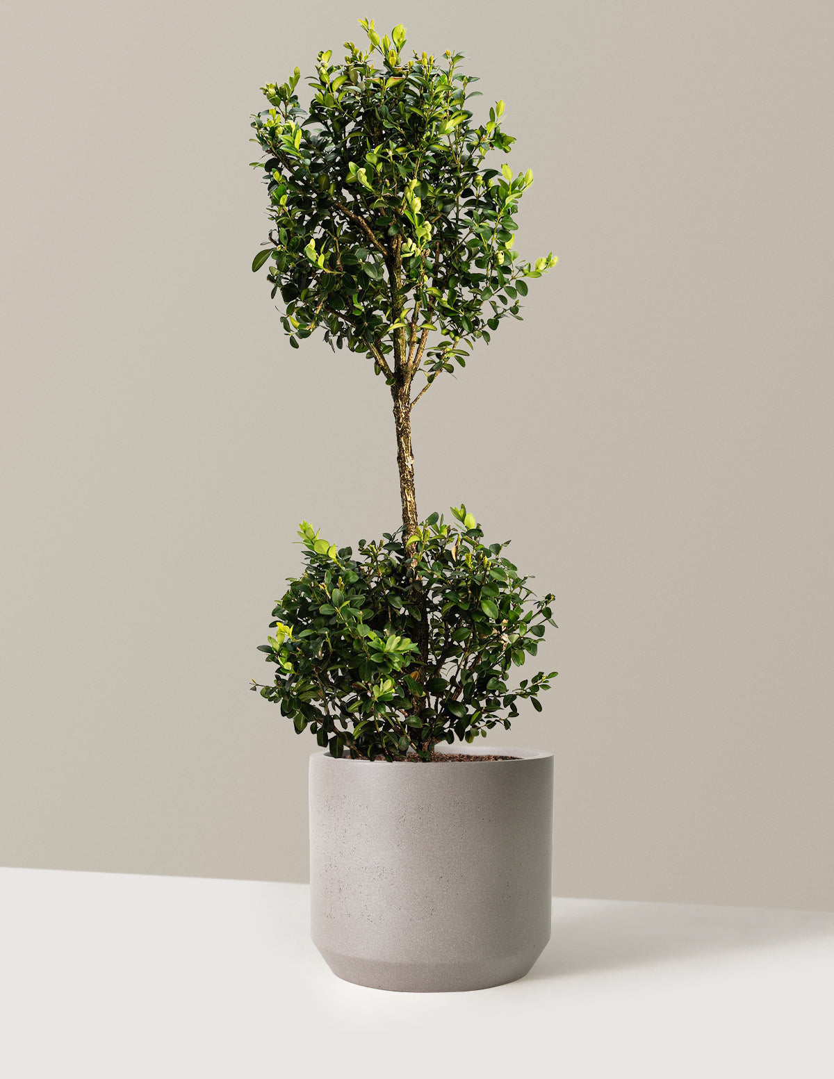 Green Mountain Topiary Boxwood (Ball) | The Sill