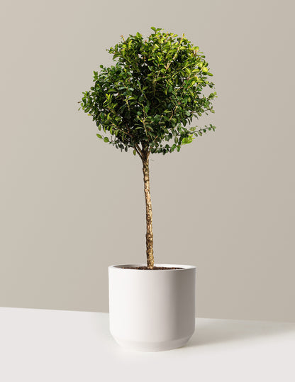 Green Mountain Topiary Boxwood (Ball)