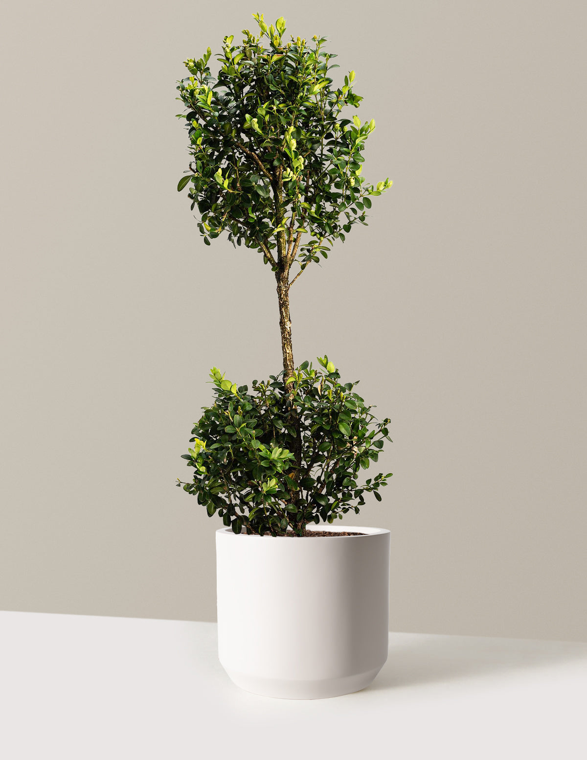 Green Mountain Topiary Boxwood (Ball)