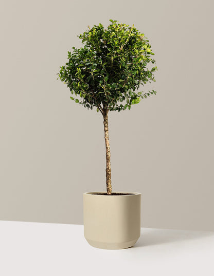 Green Mountain Topiary Boxwood (Ball)