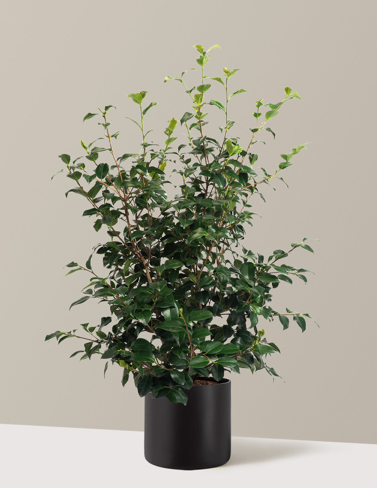 Greensboro Red Camellia