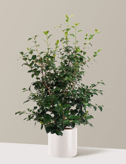 Greensboro Red Camellia