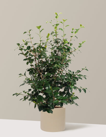 Greensboro Red Camellia