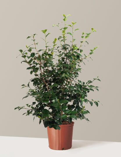Greensboro Red Camellia