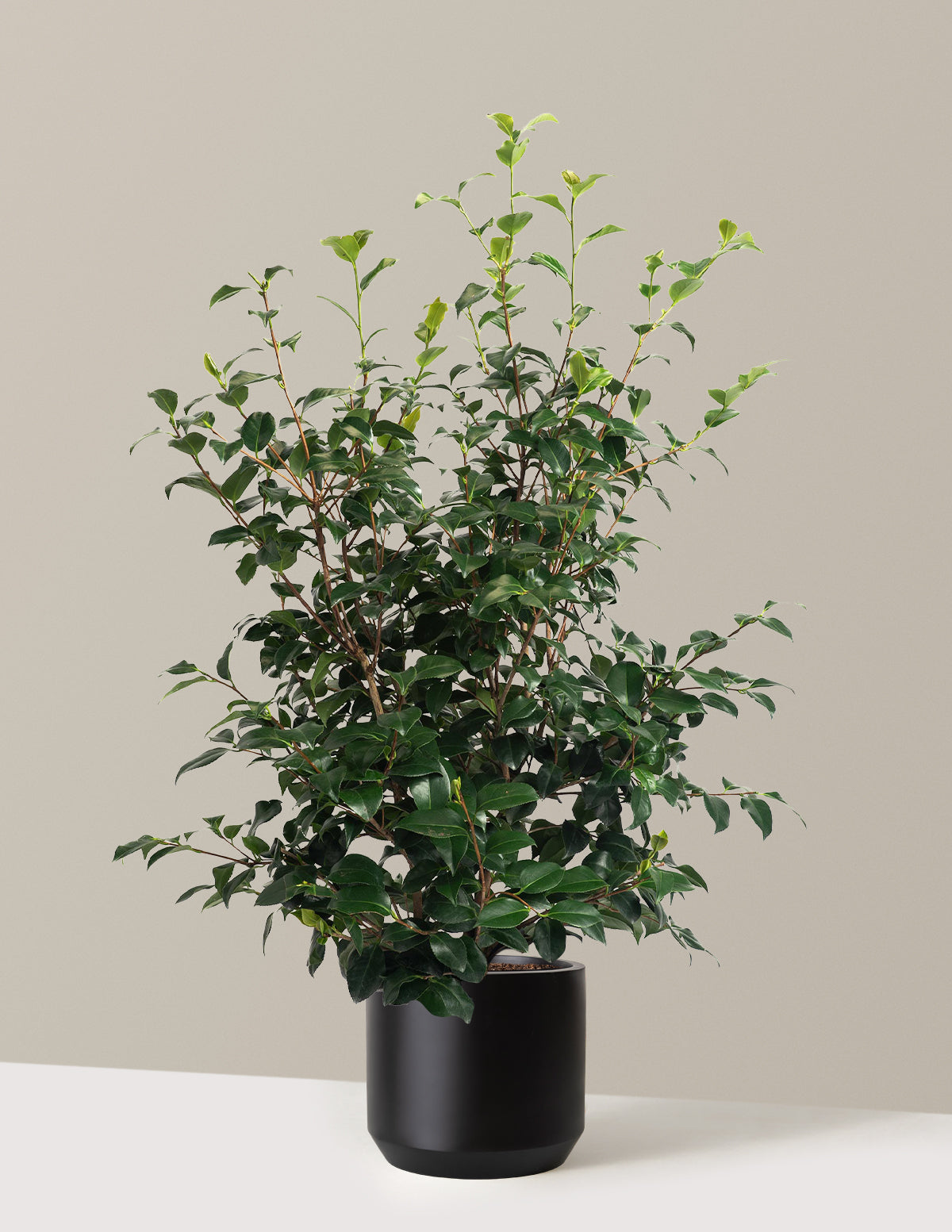 Greensboro Red Camellia