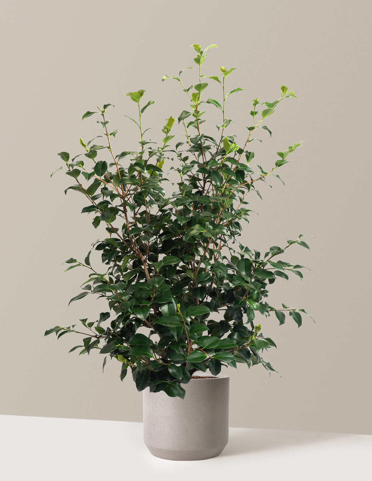 Greensboro Red Camellia