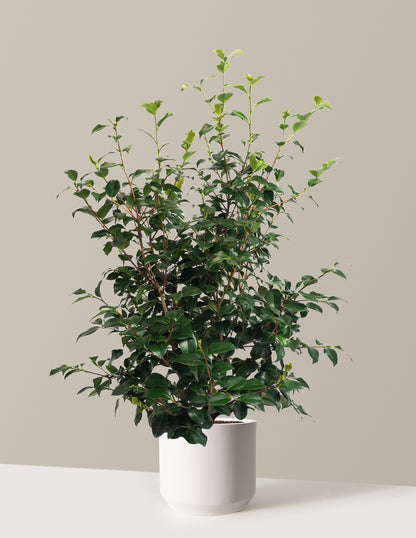 Greensboro Red Camellia