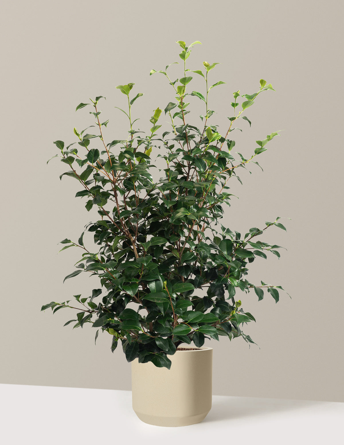 Greensboro Red Camellia