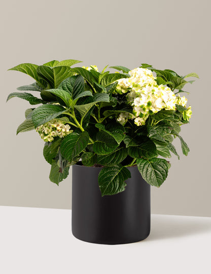 Grin and Tonic™ Reblooming Hydrangea