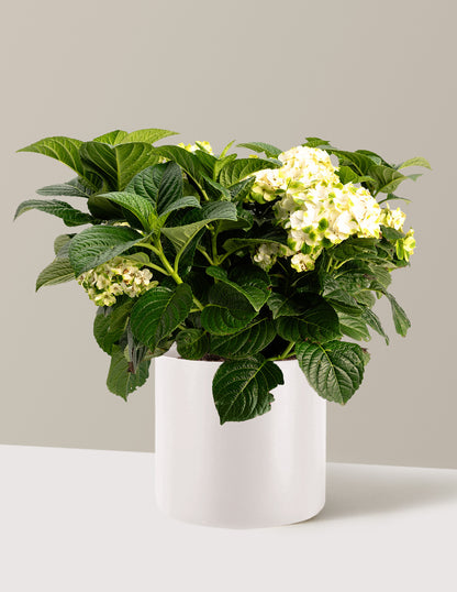 Grin and Tonic™ Reblooming Hydrangea