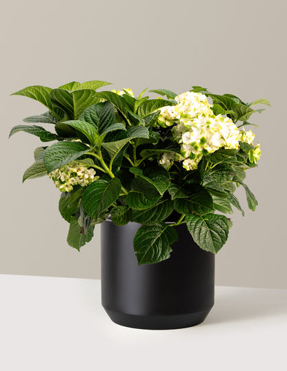 Grin and Tonic™ Reblooming Hydrangea