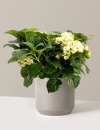bundle | 3 Gallon | Mexia | Cement Grey