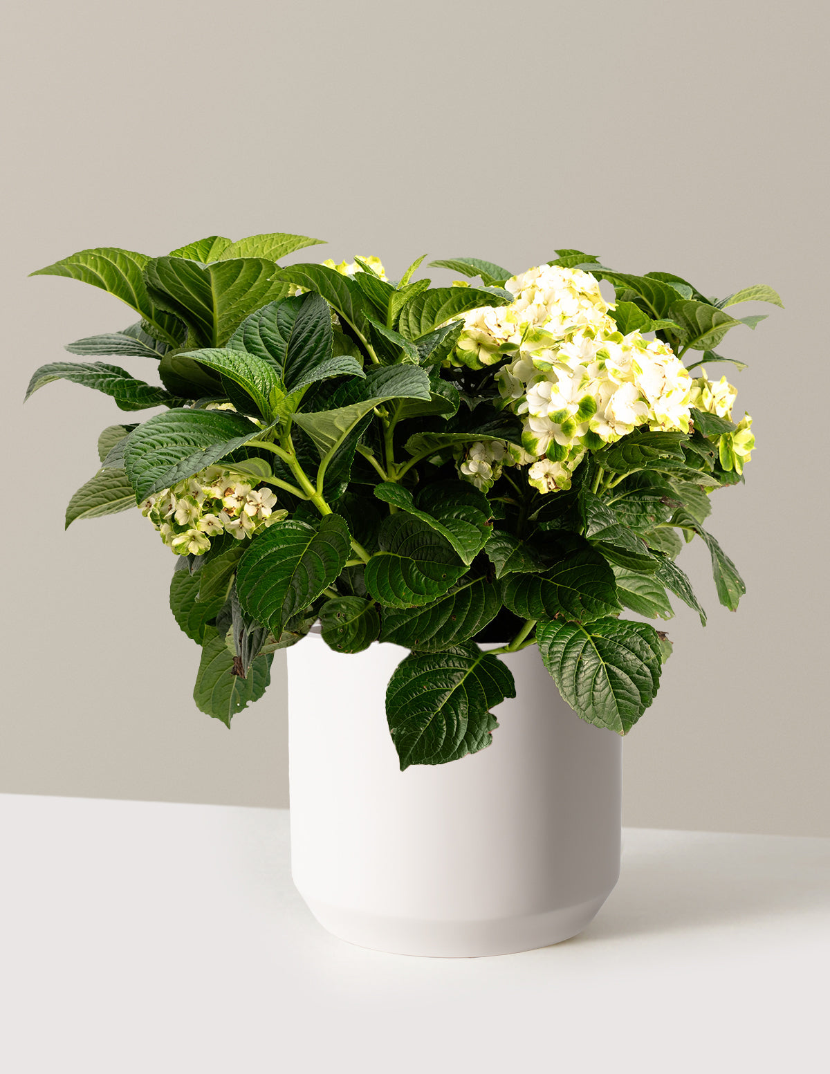 Grin and Tonic™ Reblooming Hydrangea