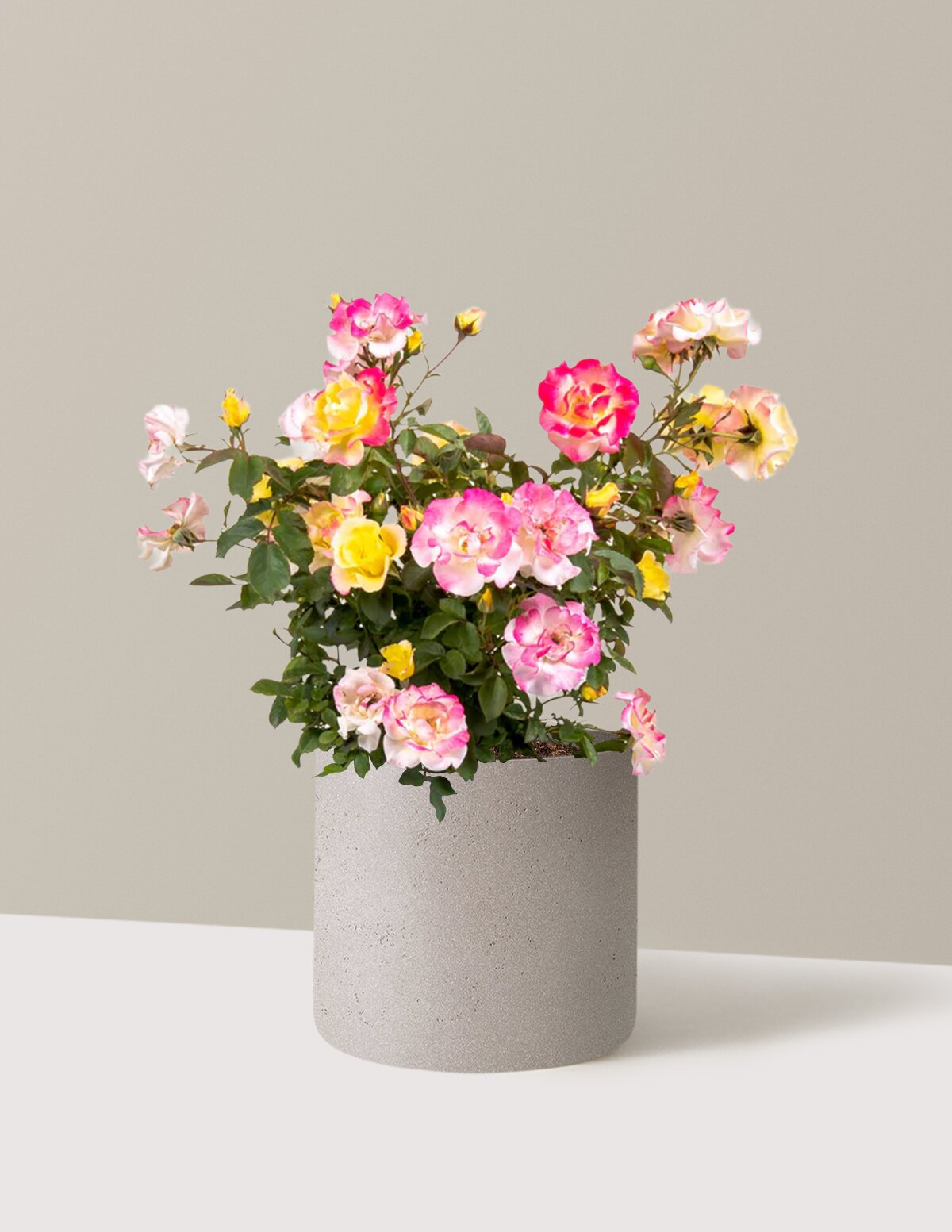 Gumball Goody™ Rose