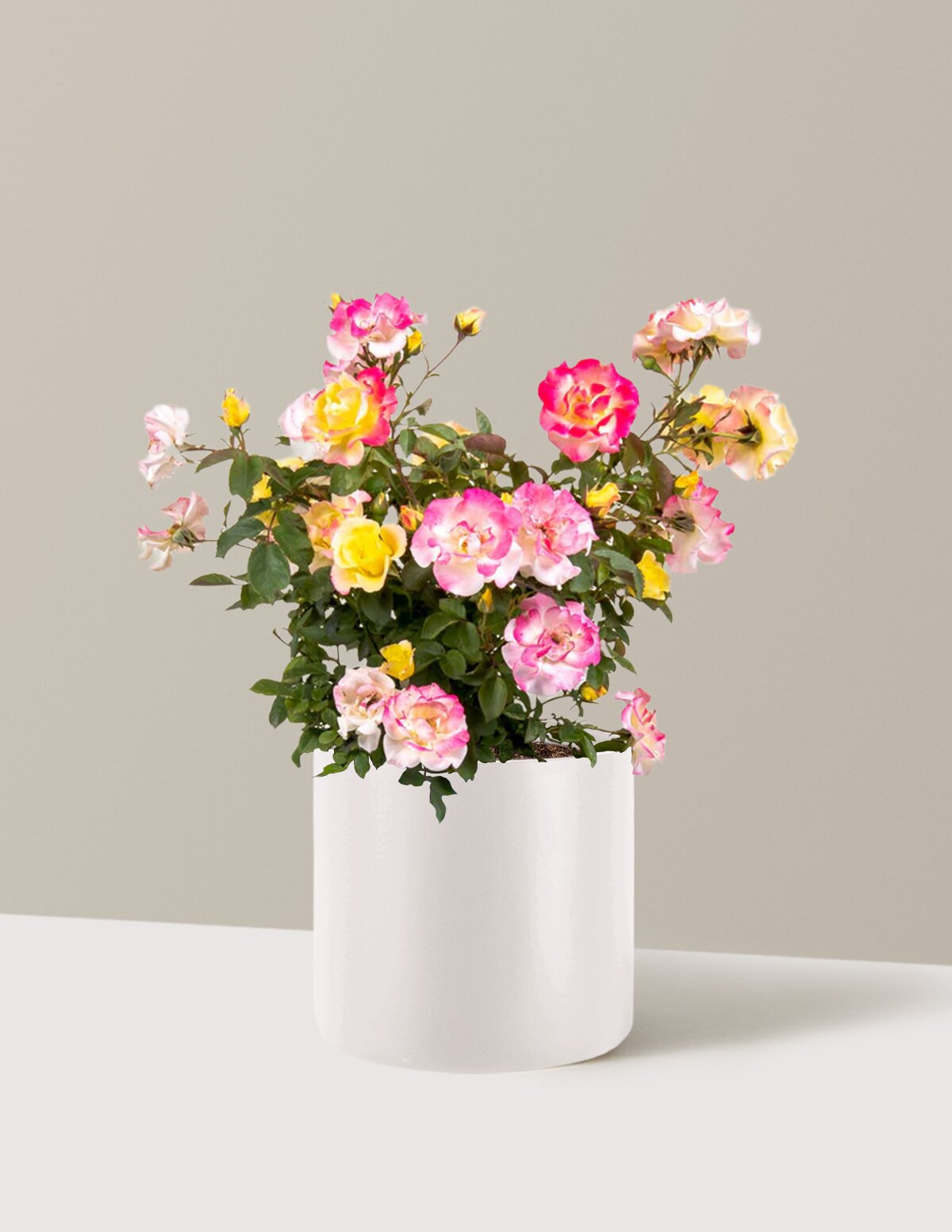 Gumball Goody™ Rose