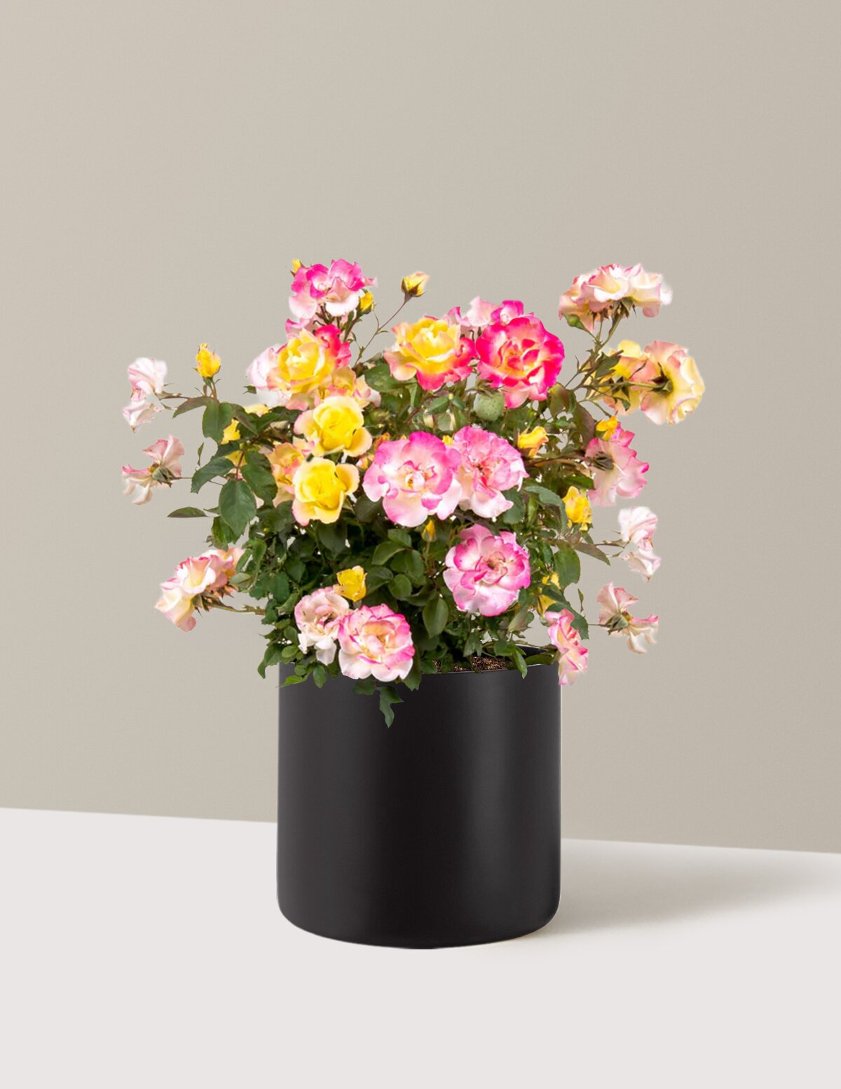 large rose plant pot Gumball Goody™ Rose