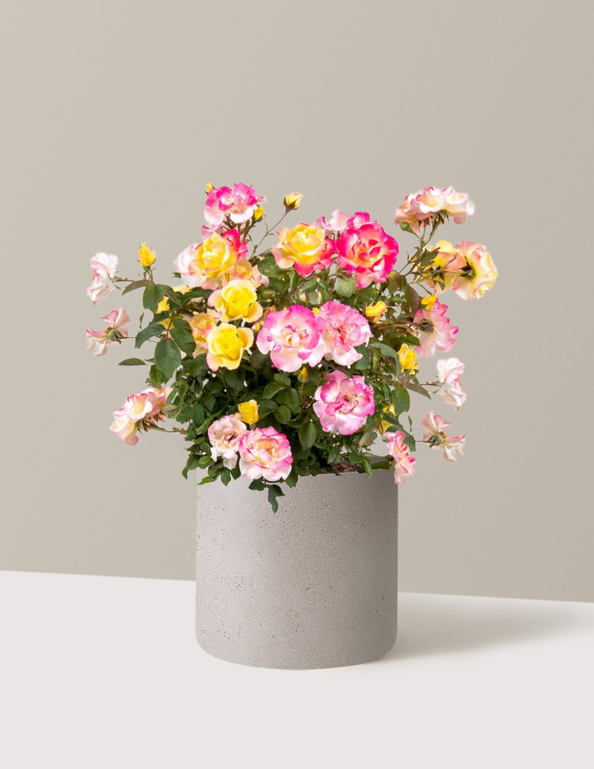 Gumball Goody™ Rose