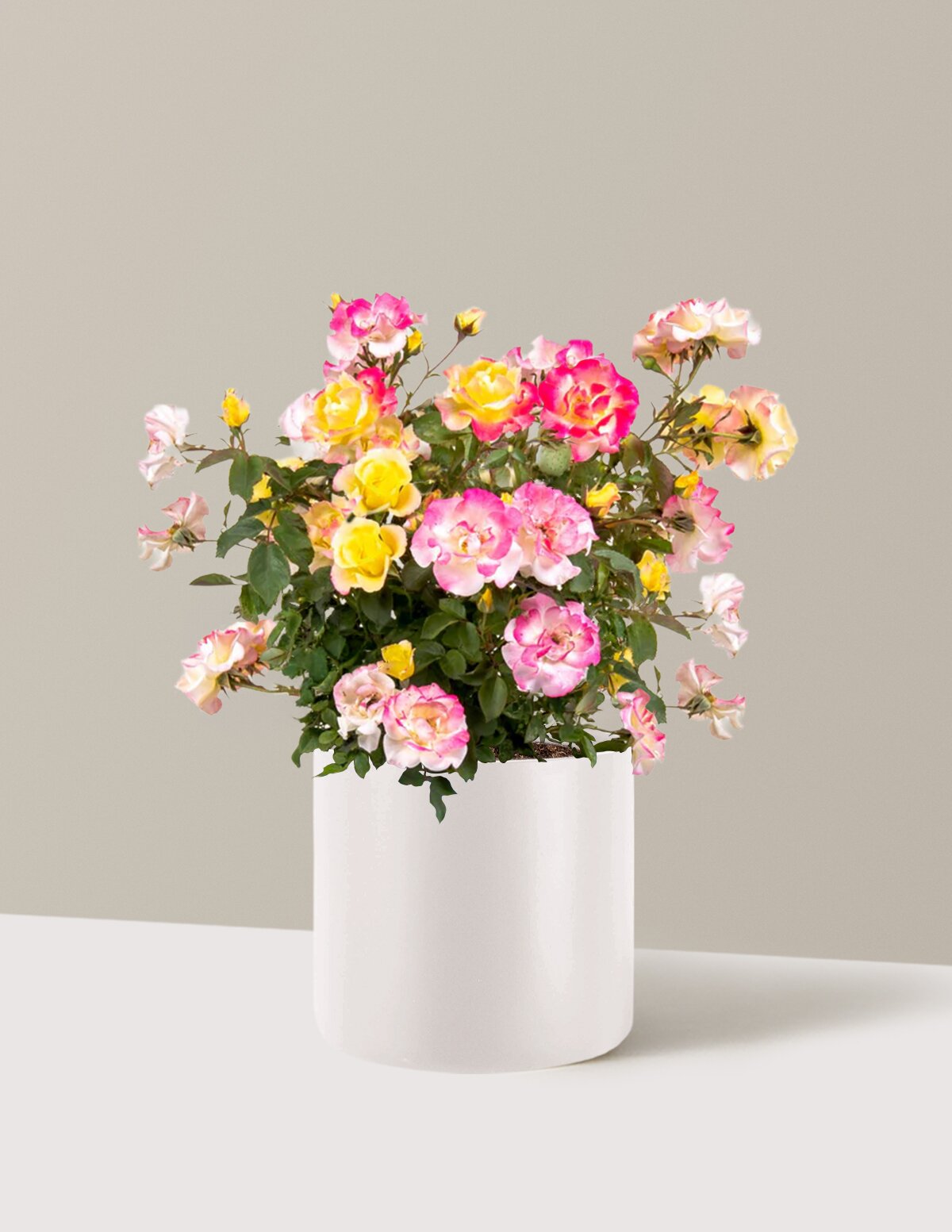 Gumball Goody™ Rose