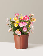 Gumball Goody™ Rose