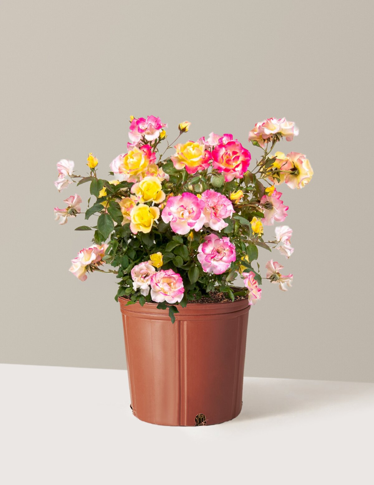 Gumball Goody™ Rose