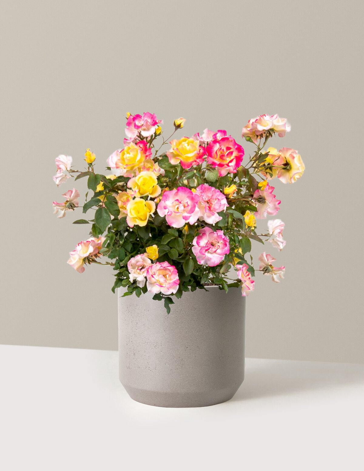 files/the-sill_Large-Gumball-Goody_-Rose-3-Gallon_Large_Mexia_Cement-Grey_Variant-lowres.jpg