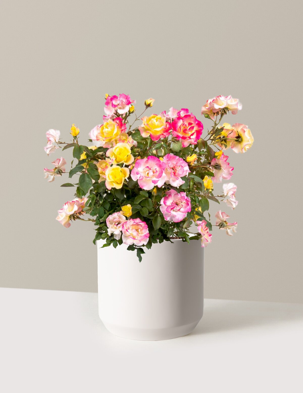 Gumball Goody™ Rose