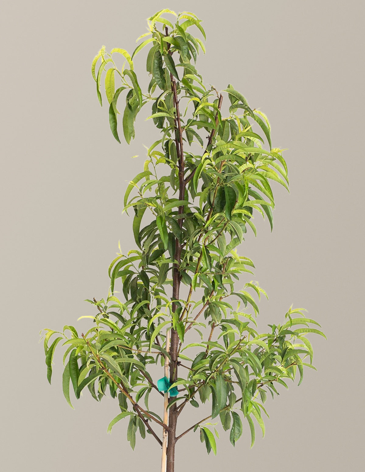 Hardired Nectarine Tree