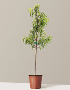 Hardired Nectarine Tree