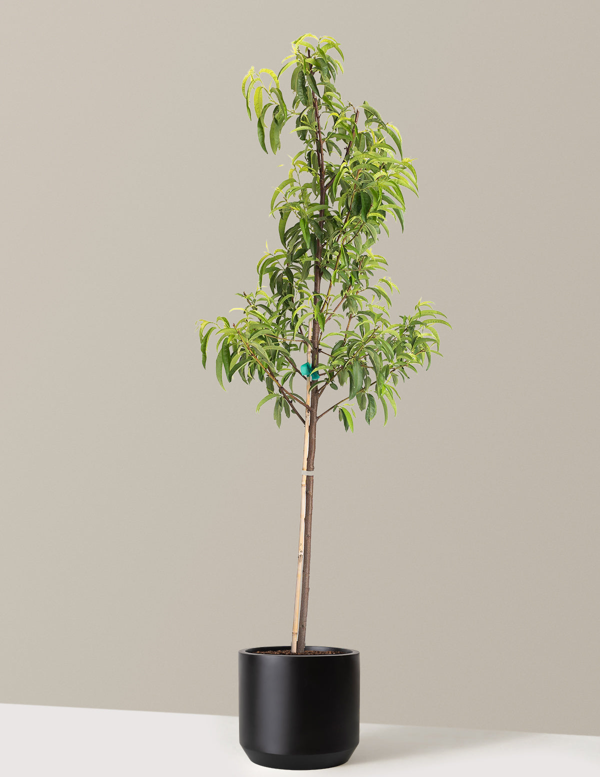 Hardired Nectarine Tree