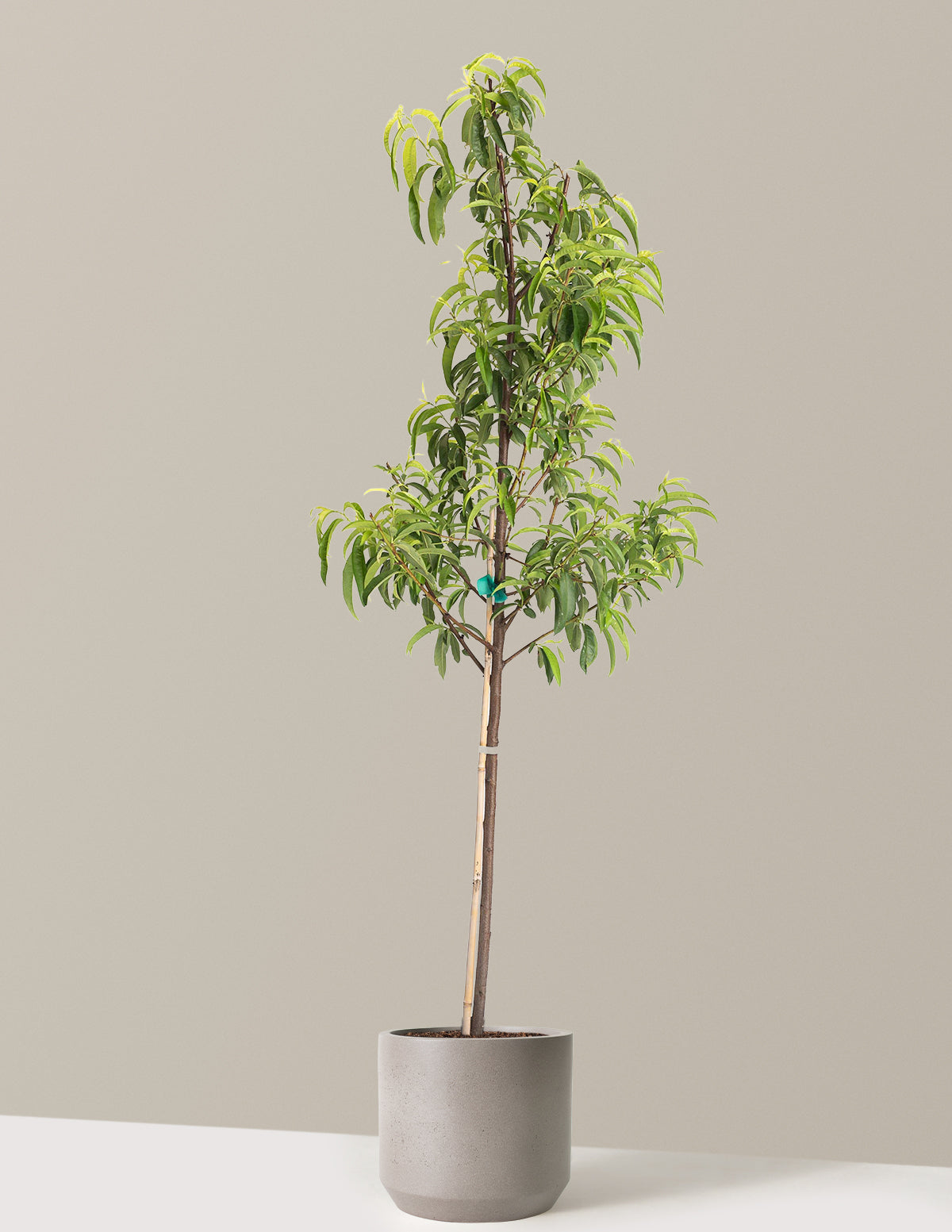 Hardired Nectarine Tree