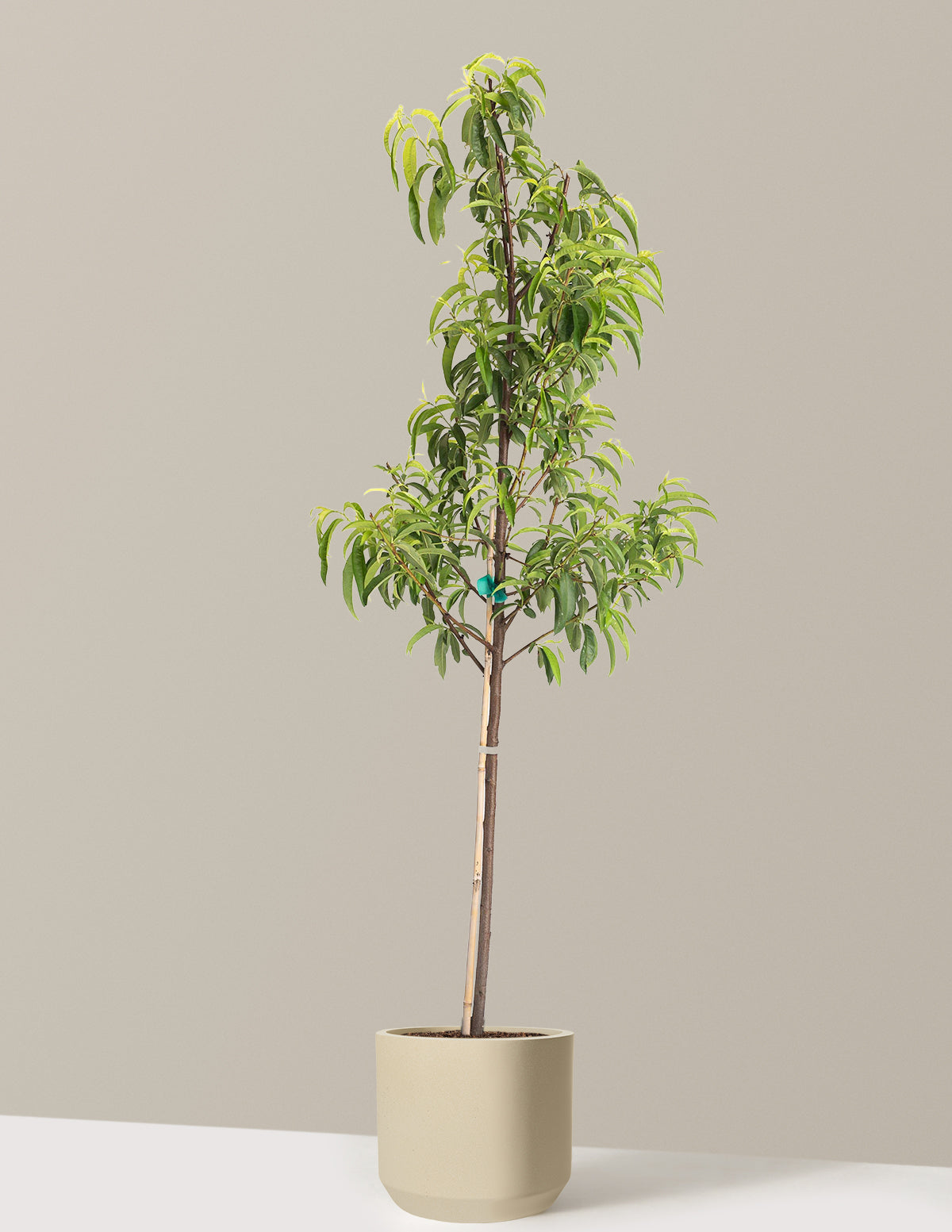 Hardired Nectarine Tree