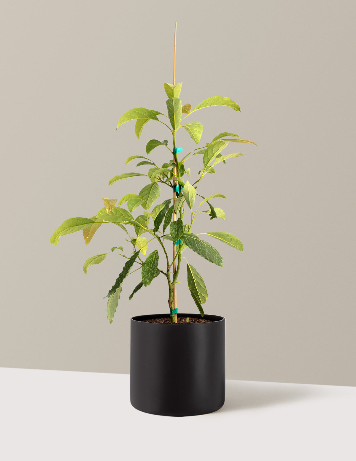 bundle | 3 Gallon - Single | Agnes | Black