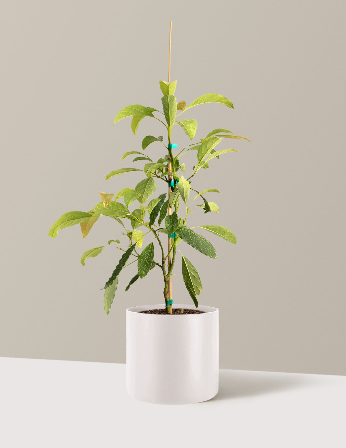 bundle | 3 Gallon - Single | Agnes | Cream