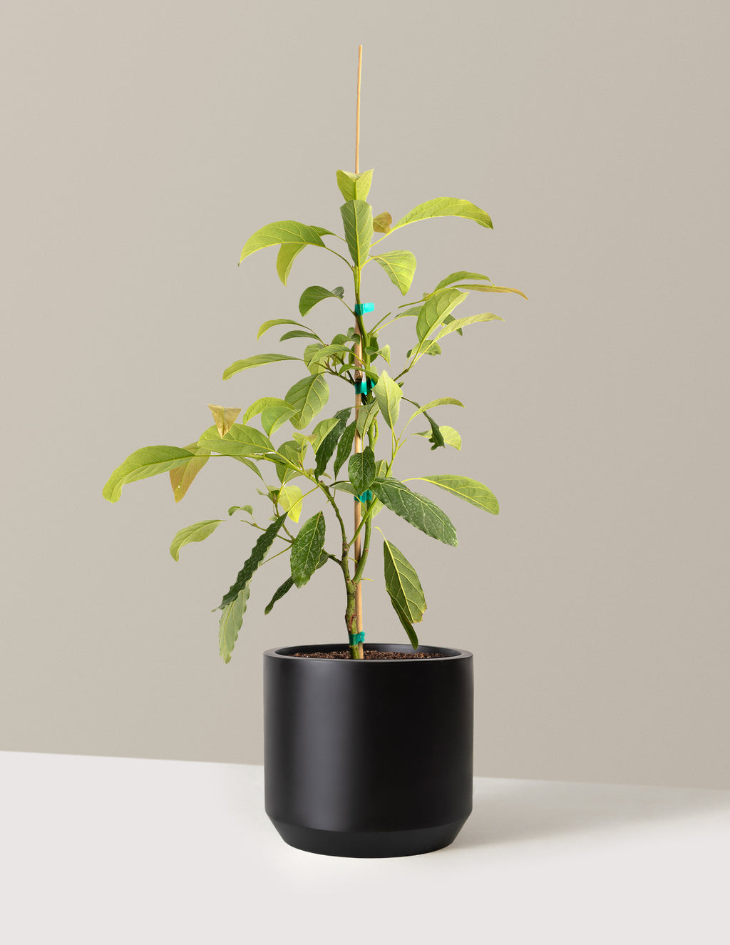 bundle | 3 Gallon - Single | Mexia | Black