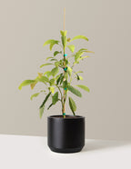 bundle | 3 Gallon - Single | Mexia | Black