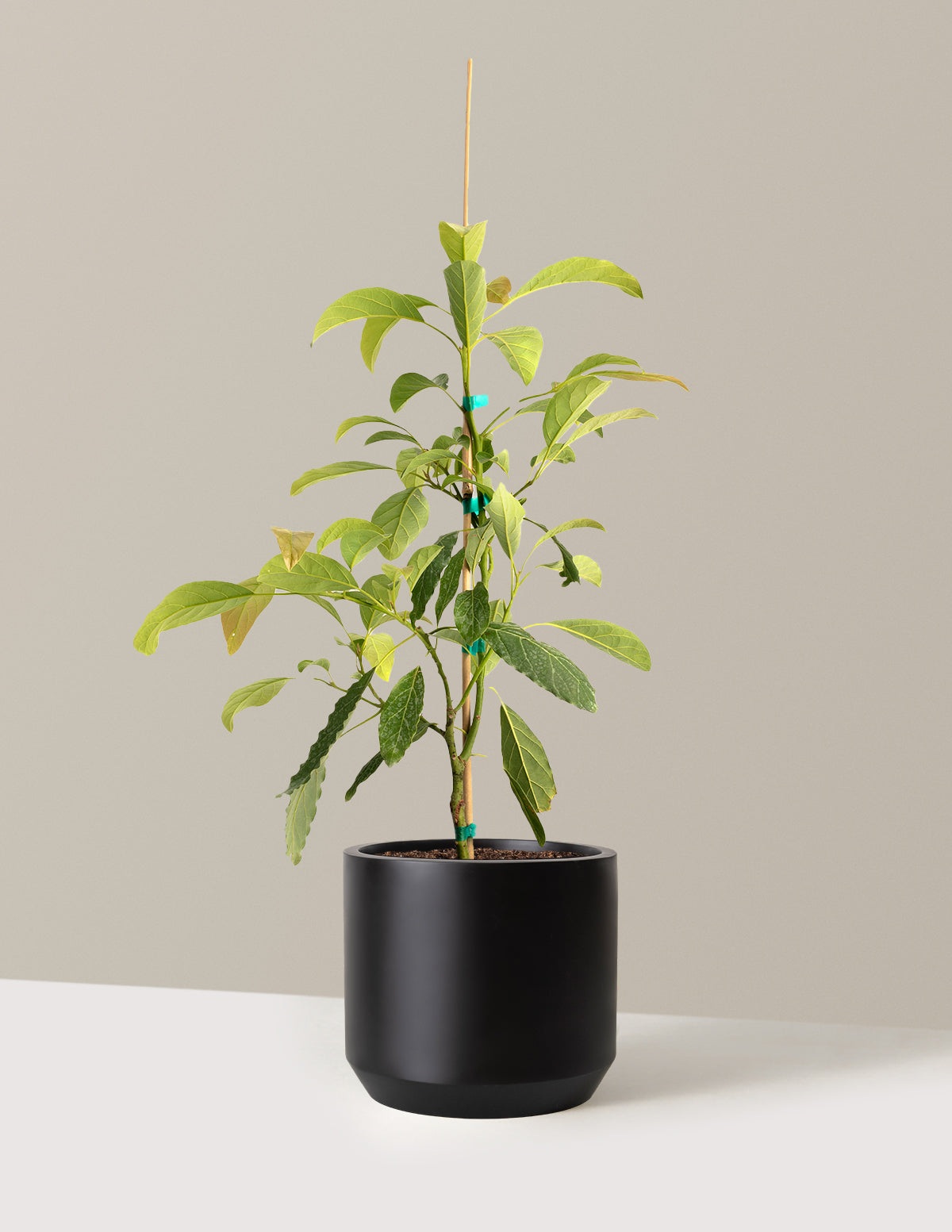 bundle | 3 Gallon - Single | Mexia | Black