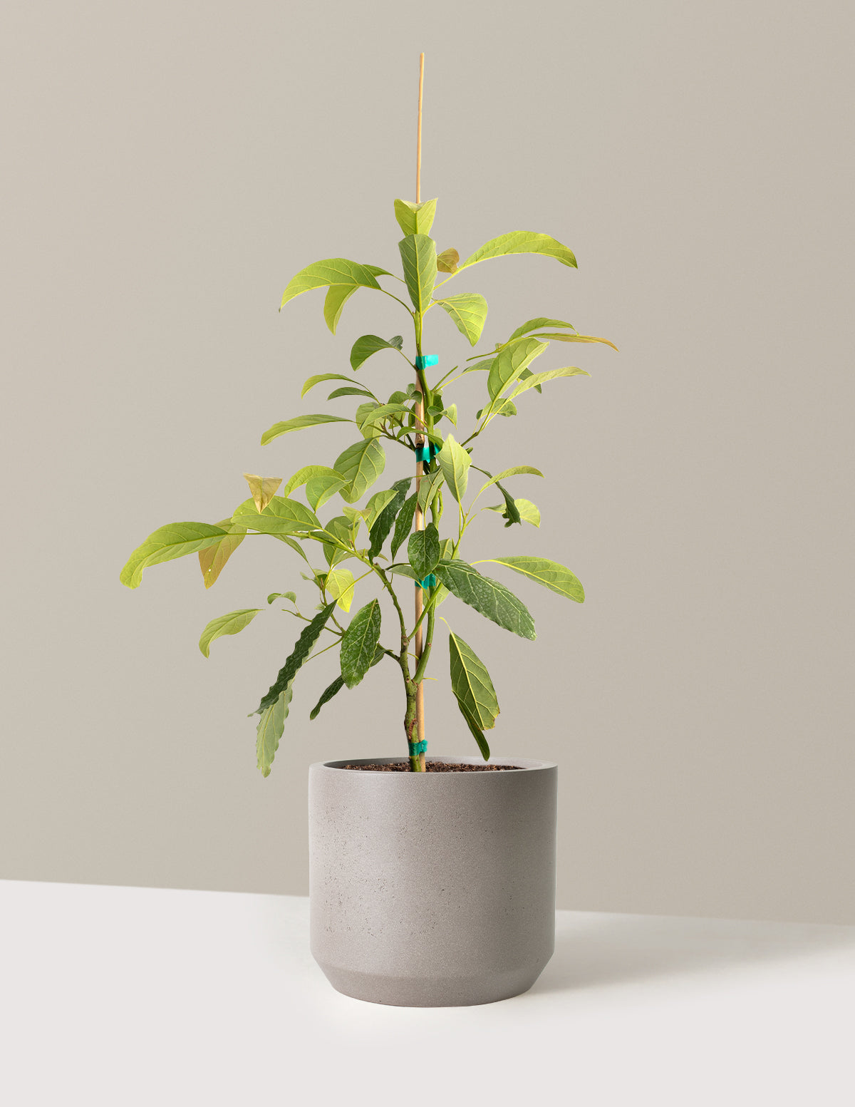 bundle | 3 Gallon - Single | Mexia | Cement Grey