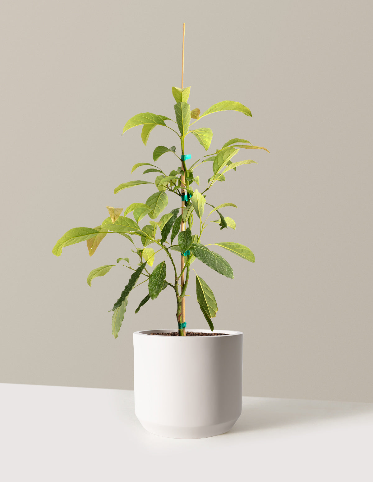 bundle | 3 Gallon - Single | Mexia | Cream