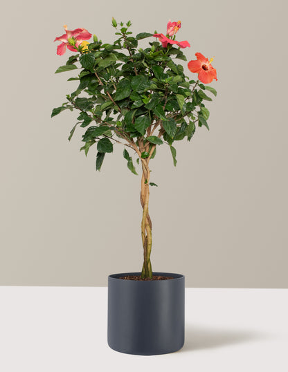 Large Braided Hibiscus